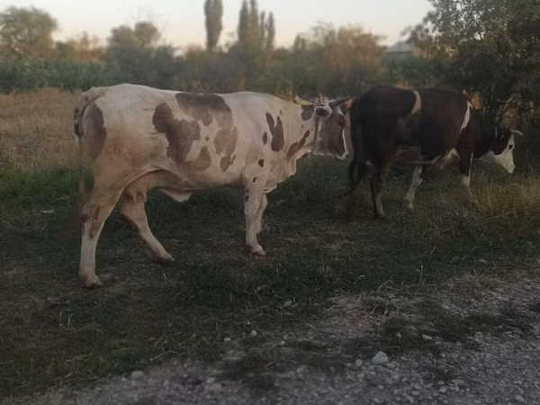 Cow, Cattle