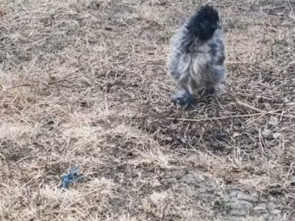 Silkie — Hungary