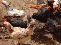 Chickens — फ़ोटो 6