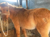 Kuda betina, Horse breed — foto 6