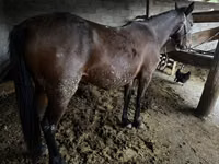 Kuda betina, Horses — foto 3