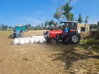 Full Corn Silage — foto 3