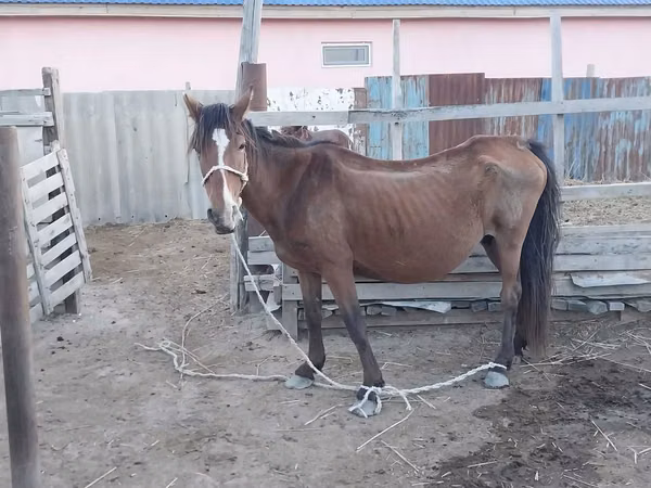 Kuda betina, Kazakh horse — Kazakhstan