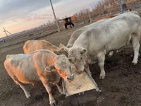 Bull, Auliekol breed — photo 6