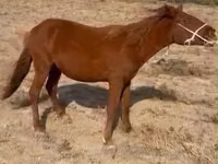 Horse (M), Horses — photo 1