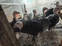 Turkeys — sawirka 1