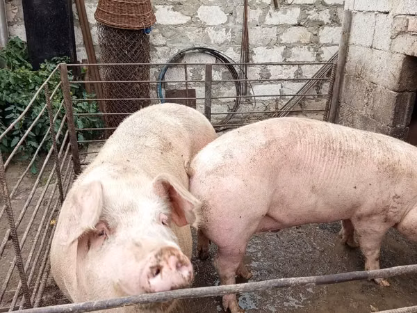 Boar,  — Moldova