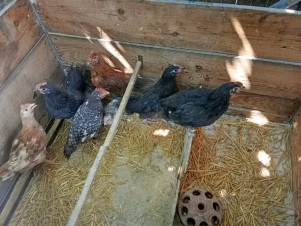 Chickens — Hangari