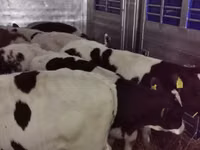 Bou, Russian Black pied cattle — foto 7