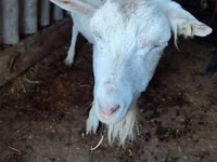Ямаа, Saanen goat — 3 зураг