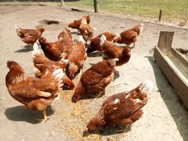 Chickens — Hungary