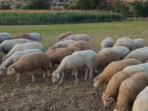 Sheep, Sheep — Moldova