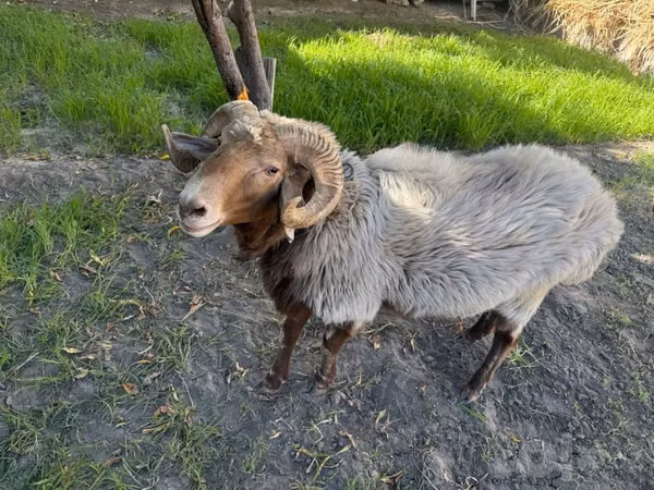 Ram, Sheep — Uzbekistan
