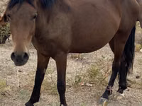 Yegua, Caballos — foto 6