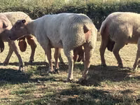 Κριός, Charollais sheep — φωτογραφία 1