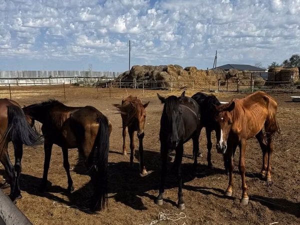 Mare, Thoroughbred horse — Kazakhstan