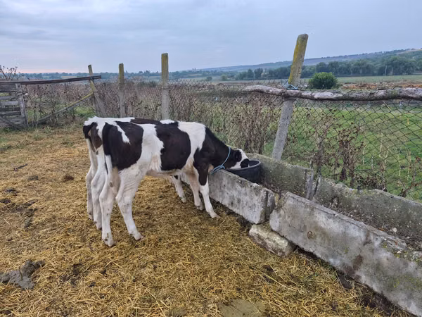Cow, Cattle — Moldova