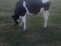 Cow, Russian Black pied cattle — photo 5