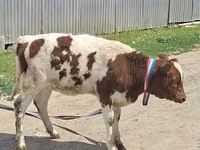 Cow, Latvian Blue cattle — photo 1