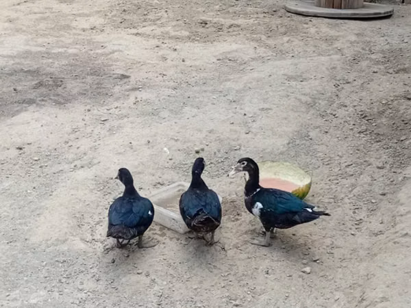 Domestic Muscovy — Azerbaijan