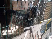 Keçi, Nubian Goat — foto 3