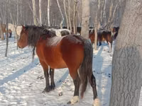 اسب نر, Kazakh horse — عکس 1