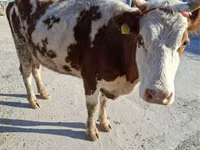 Cow, Latvian Blue cattle — photo 2