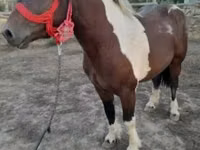 Kuda jantan, Horses — foto 1