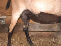 Koza, Alpine goat — foto 3