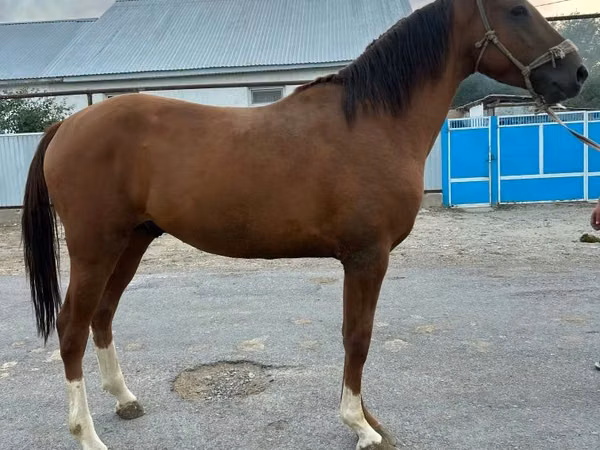 Horse (M), Horses — Kazakhstan