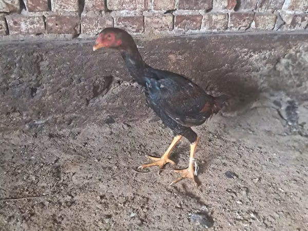 Chickens — Kyrgyzstan