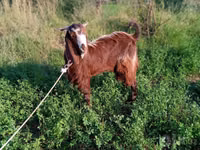 Capra, Beetal goats — foto 3