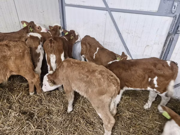 Cattle (batch, sex not specified), Simmental cattle — Poland