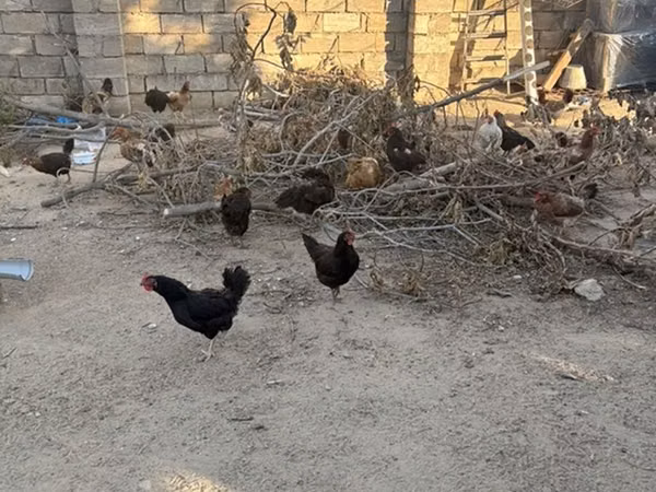 Chickens — 阿塞拜疆