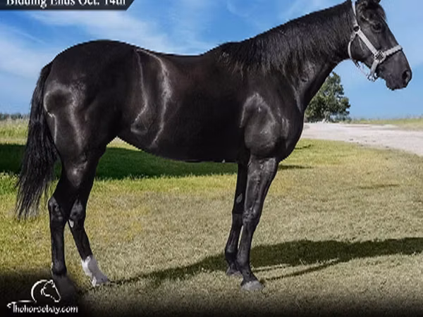 Mare, Tennessee Walking Horse — United States