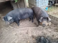 Cinghiale — foto 2