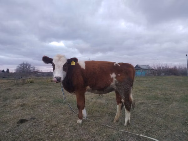 Ko, Simmental cattle — Kazakstan