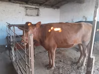 Cow, Red Estonian cattle — photo 3