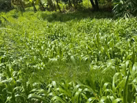 Get Your Bracharia Hay With Added Vitamins From Us NOW! — foto 2