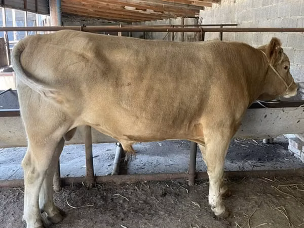 Banteng, Swiss cattle