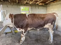 Bulle, Simmental cattle — Foto 3