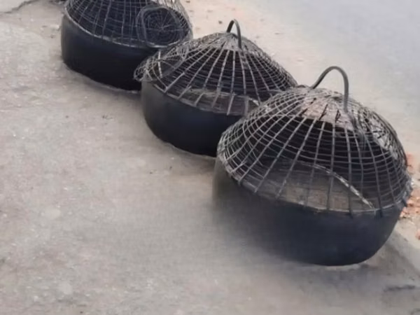 Shamo chickens — Kenya