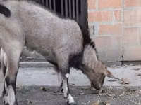 Kozel, Nubian Goat — foto 1