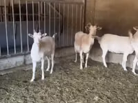 Mbuzi jike, Pomellata goat — picha 2