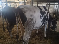 Vache, Russian Black pied cattle — photo 2
