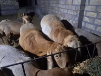 Sheep, Arashan sheep — photo 2