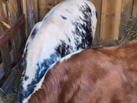 ІҚМ (топ, жынысы көрсетілмеген), Simmental cattle — 8-сурет