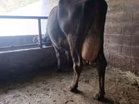 Cow, Swiss cattle — photo 1
