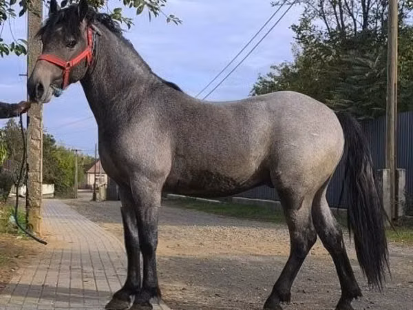 Horse (M), Horses