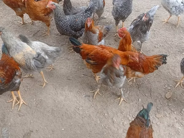 Chickens — Kyrgyzstan